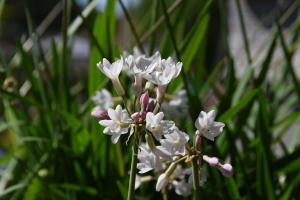 Tulbaghia 'Pearl'