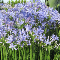 Agapanthus 'Peter Pan' (bladhoudend)