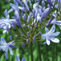 Agapanthus 'Peter Pan' (bladhoudend)