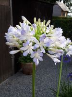 Agapanthus 'Phantom'