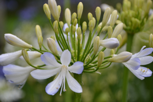 Agapanthus 'Phantom' (bladhoudend)