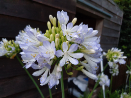 Agapanthus 'Phantom' (bladhoudend)