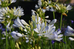 Agapanthus 'Phantom' (bladhoudend)