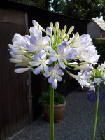 Agapanthus 'Phantom'