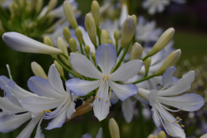 Agapanthus 'Phantom' (bladhoudend)