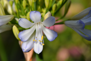 Agapanthus 'Phantom' (bladhoudend)