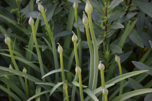 Agapanthus 'Pino' (bladverliezend)