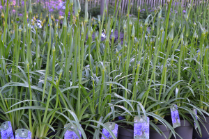 Agapanthus 'Pino' (bladverliezend)