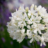 Agapanthus 'Snow Crystal' (bladhoudend)