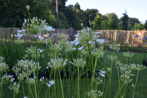 Agapanthus 'Polar ice' (bladverliezend)