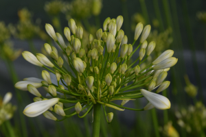 Agapanthus 'Polar ice' (bladverliezend)