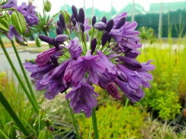 Agapanthus 'Poppin purple ®' (bladhoudend)