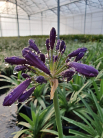 Agapanthus 'Poppin purple ®' (bladhoudend)