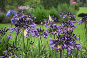 Agapanthus 'Poppin purple ®' (bladhoudend)