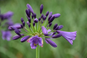 Agapanthus 'Poppin purple ®' (bladhoudend)