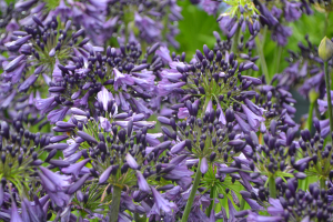 Agapanthus 'Poppin purple ®' (bladhoudend)