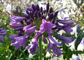 Agapanthus 'Poppin purple ®' (bladhoudend)