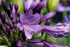 Agapanthus 'Poppin purple ®' (bladhoudend)