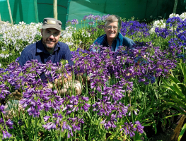 Agapanthus 'Poppin purple ®' (bladhoudend)