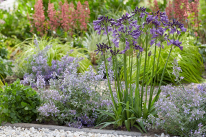 Agapanthus 'Poppin purple ®' (bladhoudend)