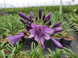 Agapanthus 'Poppin purple ®' (bladhoudend)