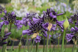 Agapanthus 'Poppin purple ®' (bladhoudend)