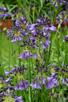 Agapanthus 'Poppin purple ®' (bladhoudend)