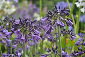 Agapanthus 'Poppin purple ®' (bladhoudend)