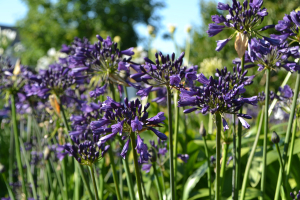 Agapanthus 'Poppin purple ®' (bladhoudend)