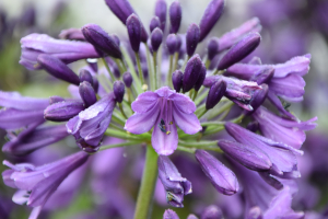 Agapanthus 'Poppin purple ®' (bladhoudend)