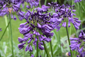 Agapanthus 'Poppin purple ®' (bladhoudend)