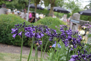 Agapanthus 'Poppin purple ®' (bladhoudend)