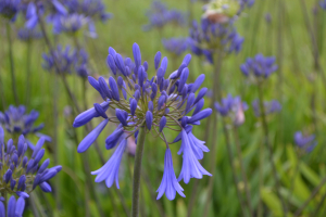 Agapanthus 'Purple Cloud'