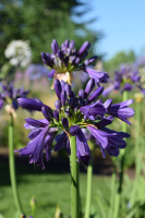 Agapanthus 'Purple delight' (bladhoudend)