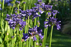 Agapanthus 'Purple delight' (bladhoudend)