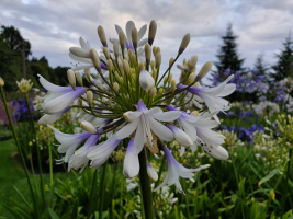 Agapanthus 'Queen mum ®' (bladhoudend)