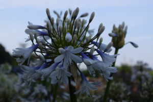 Agapanthus 'Queen mum ®' (bladhoudend)