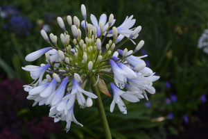 Agapanthus 'Queen mum ®' (bladhoudend)