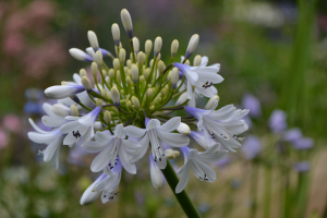 Agapanthus 'Queen mum ®' (bladhoudend)