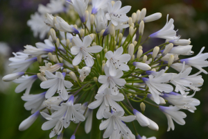 Agapanthus 'Queen mum ®' (bladhoudend)