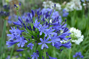 Agapanthus 'Regal beauty' (bladhoudend)