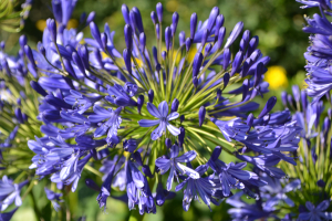 Agapanthus 'Regal beauty' (bladhoudend)