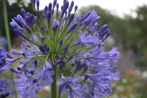 Agapanthus 'Regal beauty' (bladhoudend)