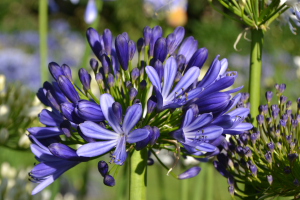 Agapanthus 'Regal beauty' (bladhoudend)