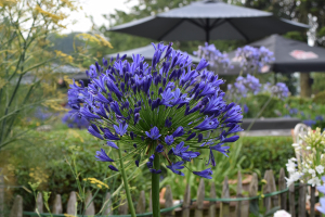 Agapanthus 'Regal beauty' (bladhoudend)