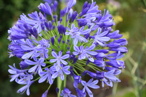 Agapanthus 'Regal beauty' (bladhoudend)