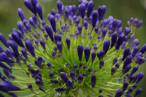 Agapanthus 'Regal beauty' (bladhoudend)