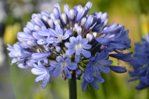 Agapanthus 'Rotterdam' (bladverliezend)