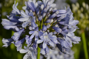 Agapanthus 'Rotterdam' (bladverliezend)