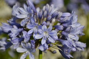 Agapanthus 'Rotterdam' (bladverliezend)